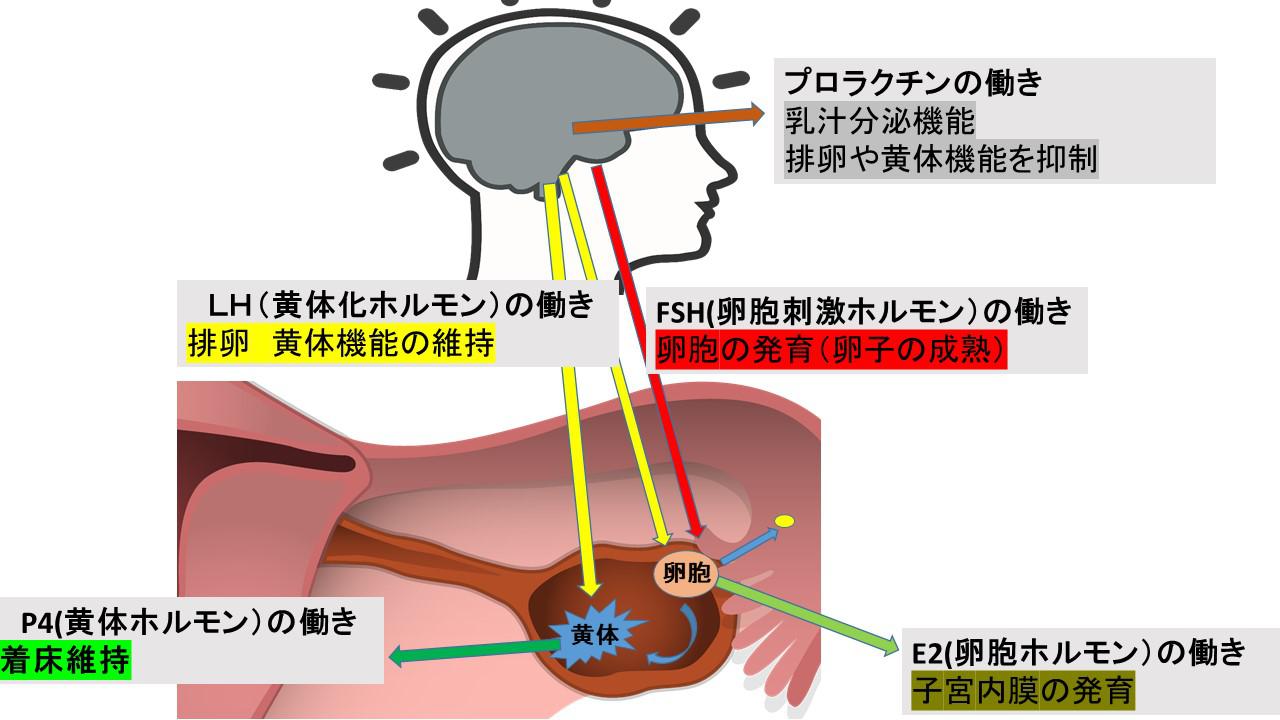 不妊原因と検査1.jpg