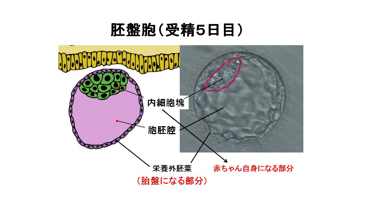 胚発育.jpg