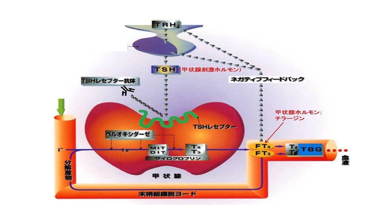 甲状腺機能と胎児.jpg