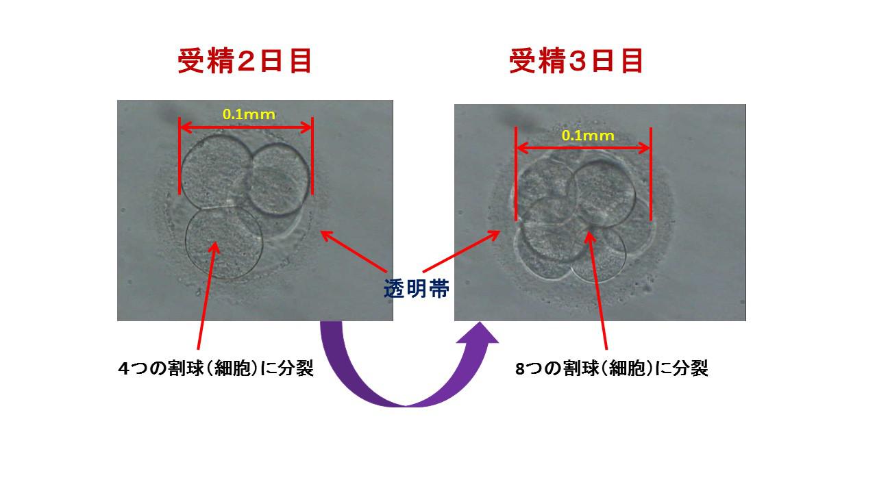 胚発育.jpg