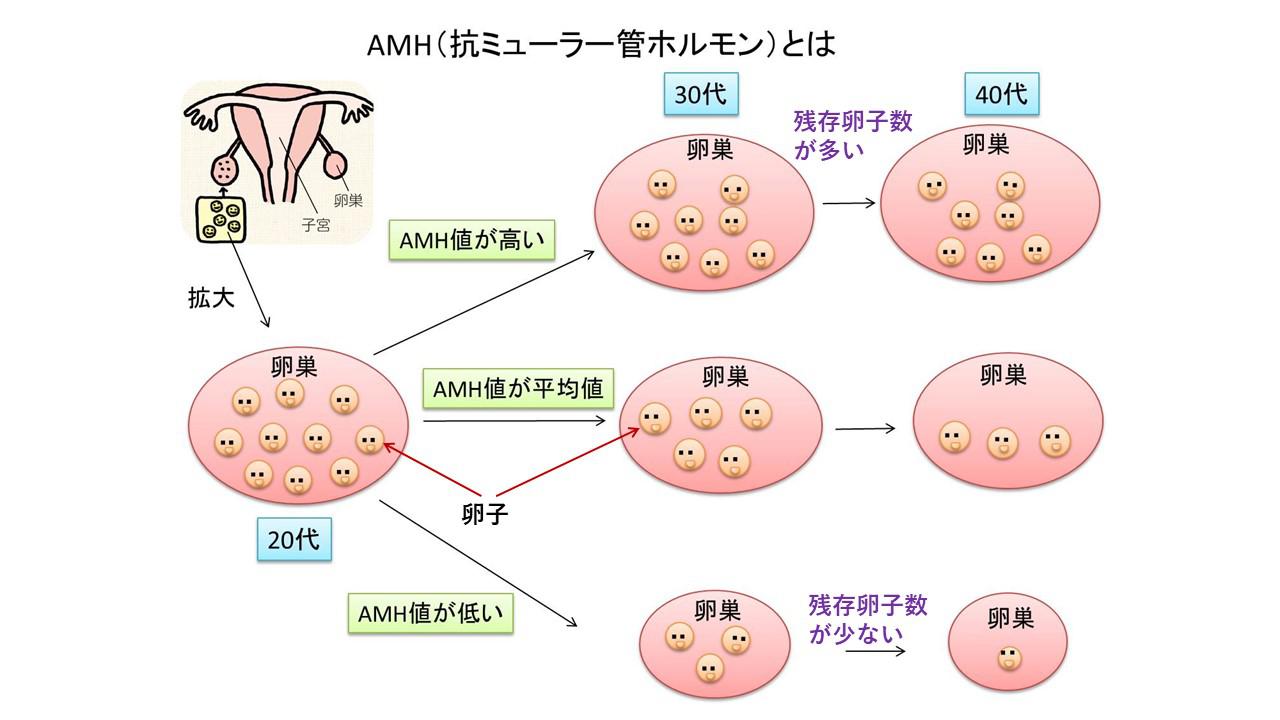 加齢による妊娠への影響.jpg