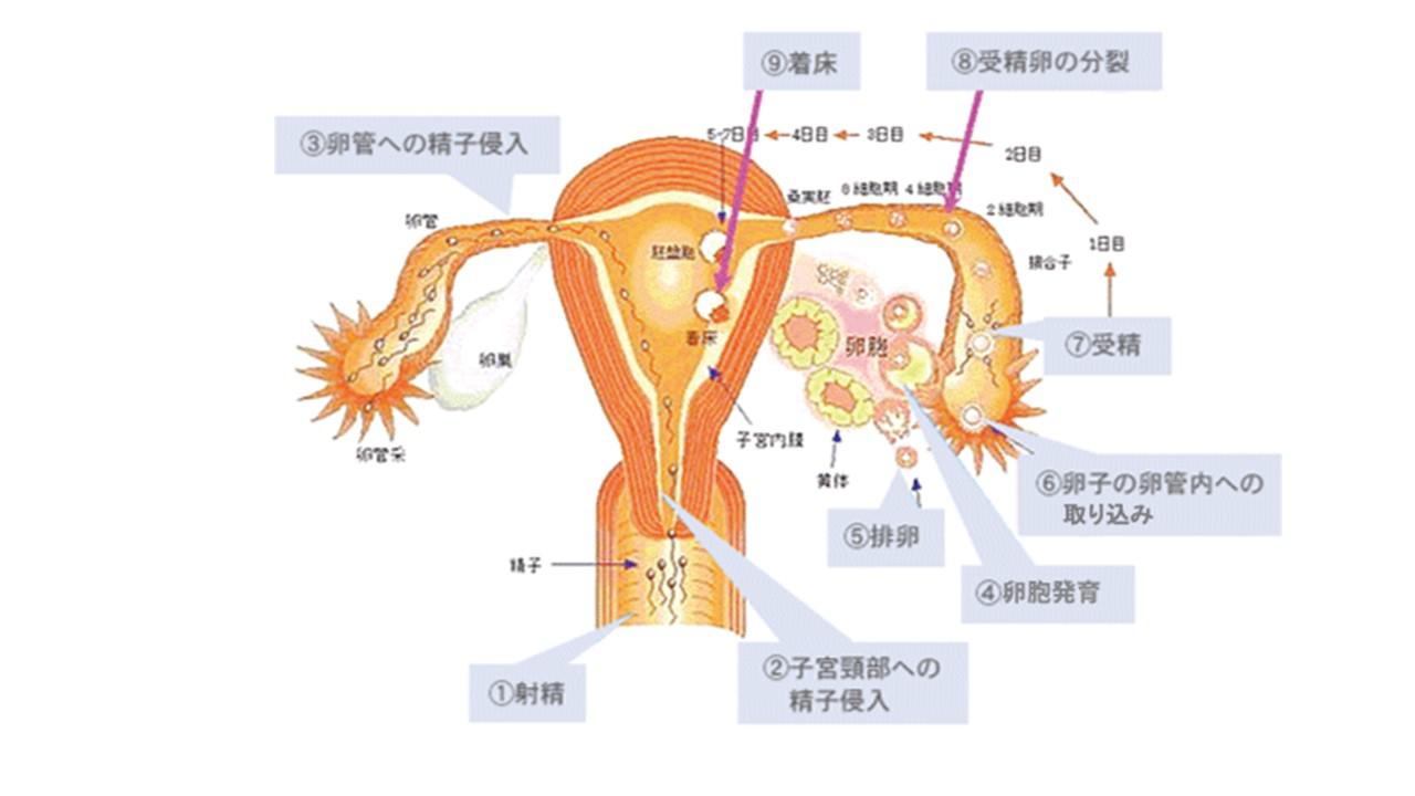 不妊原因と検査.jpg