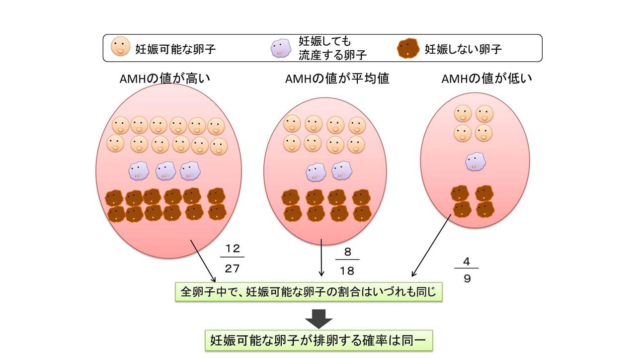 加齢による妊娠への影響.jpg