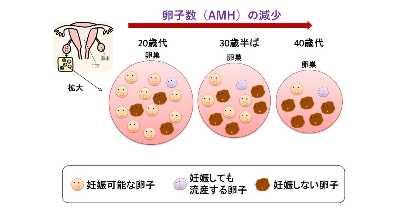 加齢による妊娠への影響.jpg